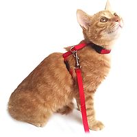 PP Adjustable Cat or Puppy Harness with Leash